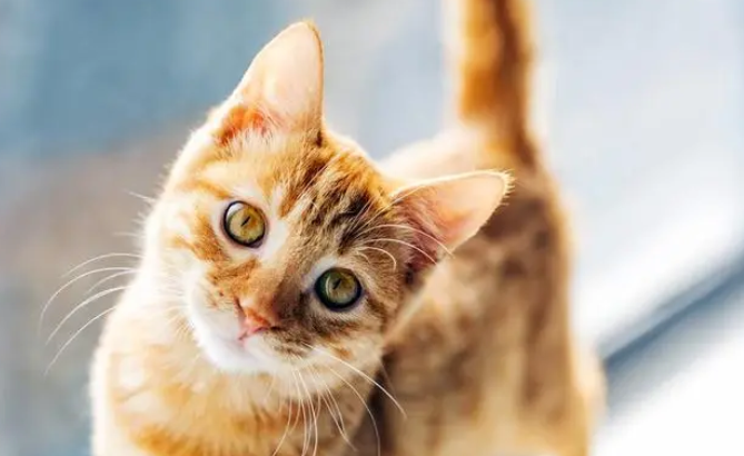 阴阳脸的猫有什么兆头 阴阳脸的猫有什么兆头