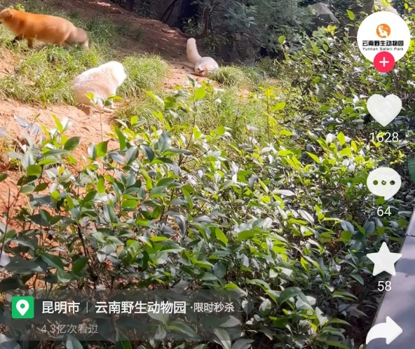 动物园的白狐胖成萨摩耶,被全网笑到上热搜 动物园的白狐胖成萨摩耶,被全网笑到上热搜