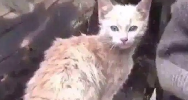 大火夺走了老人的一切,他抱着火场中救出的猫咪痛哭,心疼 大火夺走了老人的一切,他抱着火场中救出的猫咪痛哭,心疼