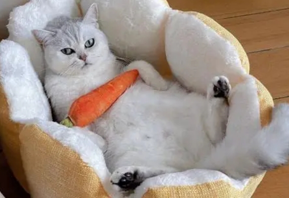 养小猫的注意事项 养小猫的注意事项