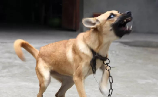 晚上没人狗狗为什么一直在叫