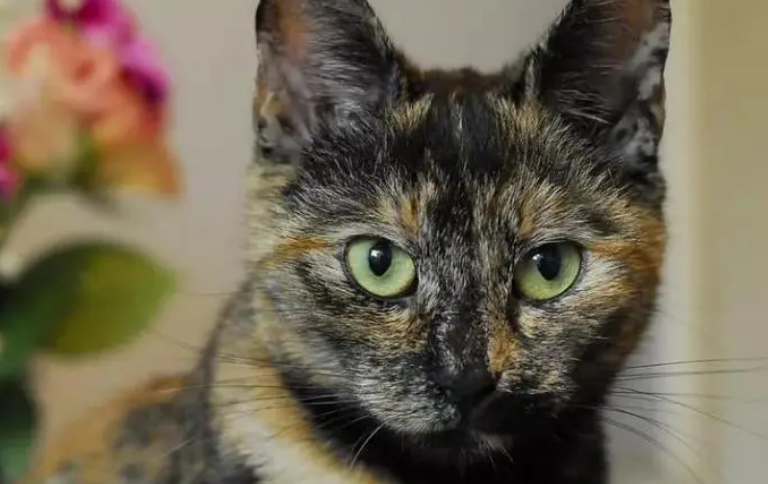 玳瑁猫是什么样子的?玳瑁猫的来历和特点介绍 玳瑁猫是什么样子的?玳瑁猫的来历和特点介绍