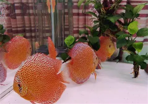 七彩鱼正确换水方法 七彩鱼正确换水方法