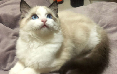 成年布偶猫体重 成年布偶猫体重