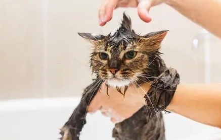 小猫多大可以洗澡