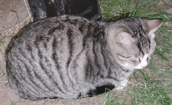 小区流浪猫抓伤业主，物业公司要不要赔？