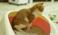 小猫什么时候会自己排便