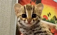 亚细亚指甲盖猫