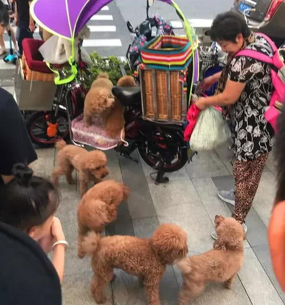 奶奶骑着电瓶车带6只泰迪遛弯,狗狗笑得很甜,网友:温馨一家人 奶奶骑着电瓶车带6只泰迪遛弯,狗狗笑得很甜,网友:温馨一家人