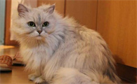 怎么知道猫咪有没有怀孕