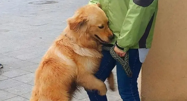 养狗一个月后悔了