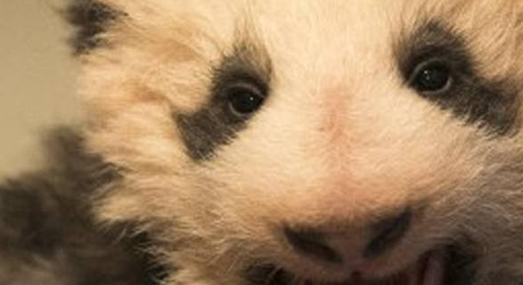 熊猫圆梦想尽办法惹妈妈“生气”被一掌撂倒:当我是隔壁王阿姨啊 熊猫圆梦想尽办法惹妈妈“生气”被一掌撂倒:当我是隔壁王阿姨啊