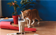 油漆对猫有影响吗