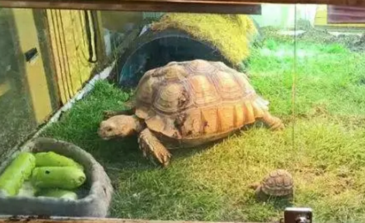 陆龟饲养箱正确布置
