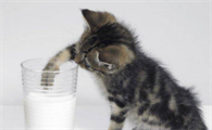 小猫可以喝纯牛奶吗