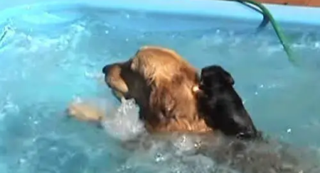 金毛背着小狗游泳好暖心，一靠近岸边做出的反应却让人笑喷