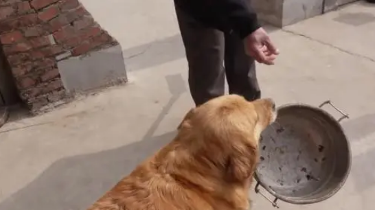 宠主种树叫金毛帮忙，金毛叼起“桶”就过来，宠主：是来帮倒忙的