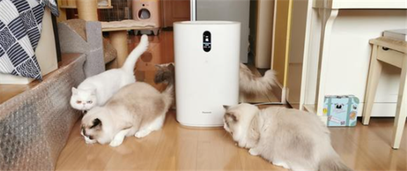 养猫推荐吸毛空气净化器 养猫推荐吸毛空气净化器