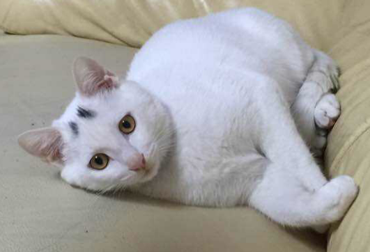 养了一年的猫放到野外会怎样