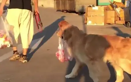 金毛心疼主人太累,主动帮忙拎菜,不愧为汪界大暖男 金毛心疼主人太累,主动帮忙拎菜,不愧为汪界大暖男