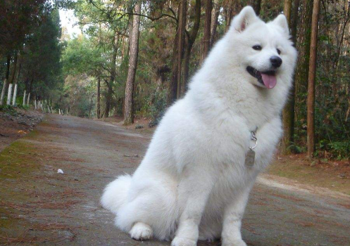 萨摩耶是大型犬还是中型犬 萨摩耶是大型犬还是中型犬