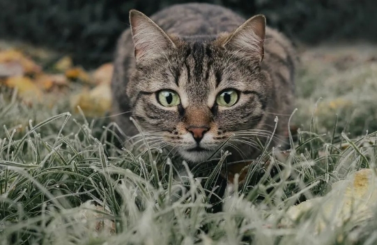 猫咪嘴边有黑色像煤渣怎么回事?来看看吧 猫咪嘴边有黑色像煤渣怎么回事?来看看吧