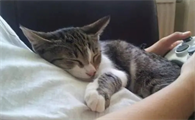 小猫为什么喜欢趴在主人身上睡觉