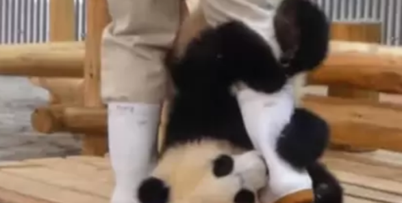 大熊猫吃饱没事干，躺地上装死，奶爸无奈：不就是要抱抱吗