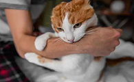 怎么判断猫有没有带狂犬病毒