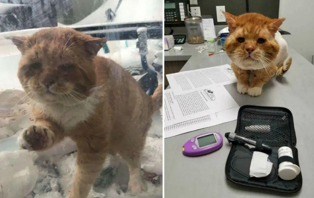 寒风中濒临冻死的流浪猫敲窗向人类求救,万幸遇到好心人救它一命 寒风中濒临冻死的流浪猫敲窗向人类求救,万幸遇到好心人救它一命