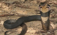 四川米易的气扁蛇图片