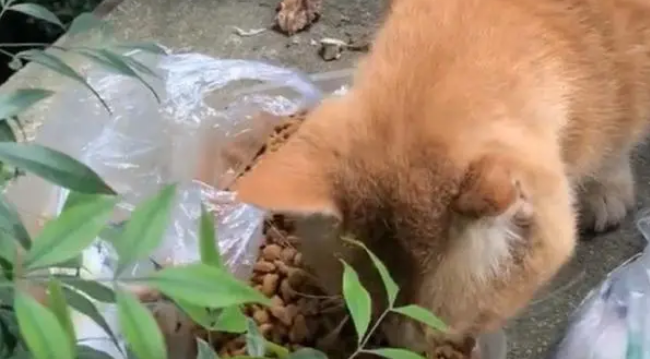 救助流浪猫时，发现有人放了4条大鱼，流浪猫：心有鱼而力不足啊