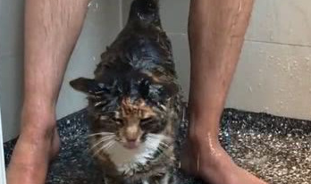 男主人正在洗澡,猫咪就溜进了浴室,网友:猫咪的眼睛往哪看呢? 男主人正在洗澡,猫咪就溜进了浴室,网友:猫咪的眼睛往哪看呢?