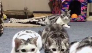 三只猫看到零食“神同步”，后面的猫淡定注视：大佬风范不能乱