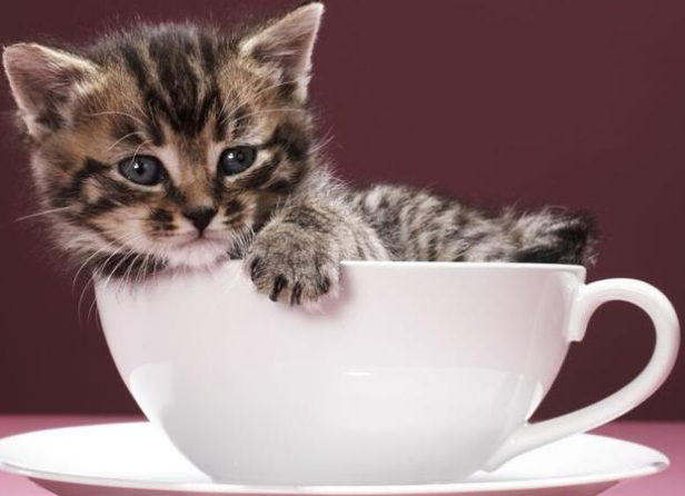 茶杯猫怎么梳毛 茶杯猫毛发梳理方法 茶杯猫怎么梳毛 茶杯猫毛发梳理方法