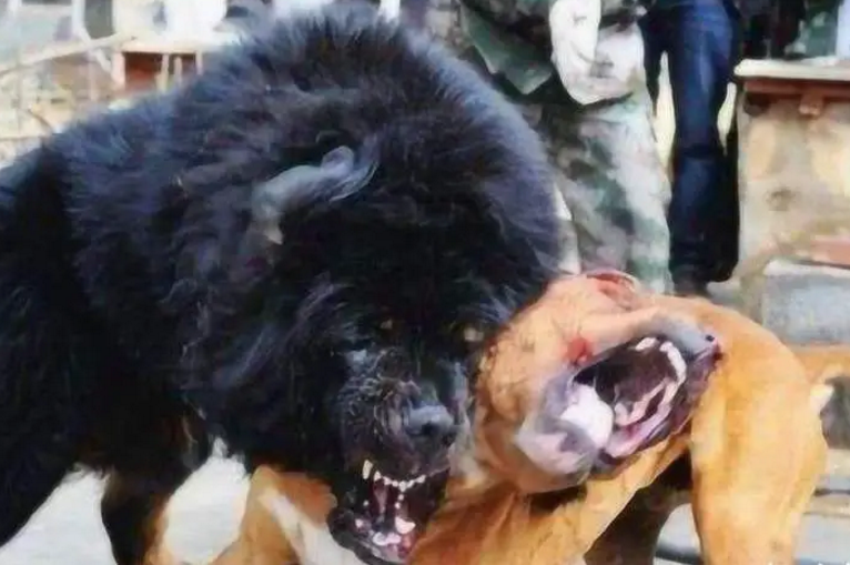 鬼獒最怕什么狗