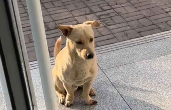 流浪狗受伤就往医院跑，还贿赂院长混上编制…皆大欢喜的结局，医生却哭了