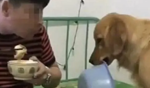 主人在吃饭，金毛说：我就吃一点，结果它叼来这个，主：你在逗我 