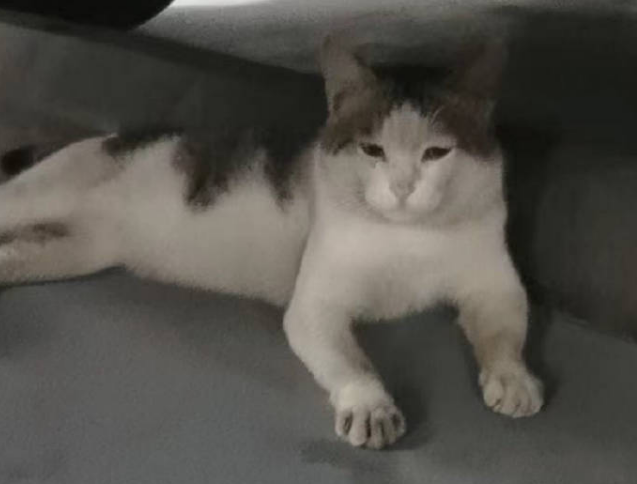这只流浪猫身怀滑铲碰瓷儿特技,倒地翻肚皮卖萌 这只流浪猫身怀滑铲碰瓷儿特技,倒地翻肚皮卖萌