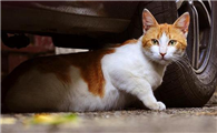 有什么办法可以驱赶野猫