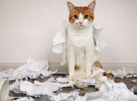 猫咪喜欢撕纸巾玩,是纸的错?还是喵的锅? 猫咪喜欢撕纸巾玩,是纸的错?还是喵的锅?
