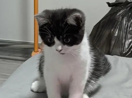 黑白英短猫特征是什么