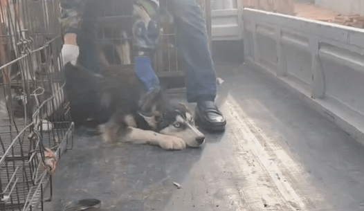 宠物和狗肉仅一线之隔？哈士奇幼犬在好心人帮助下脱困，它们的妈妈却不知所踪 