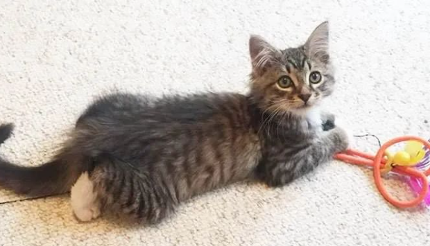 让狗子挑选想领养的小猫，结果它俩好到让主人吃醋：那我走？