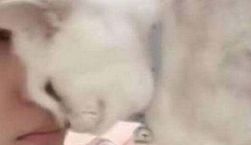 主人敷面膜猫主子狂蹭,猫咪:本喵也是需要保养的 主人敷面膜猫主子狂蹭,猫咪:本喵也是需要保养的