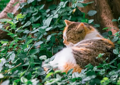 家有萌宠 | 绝美三花猫,简直是“偷心大盗” 家有萌宠 | 绝美三花猫,简直是“偷心大盗”
