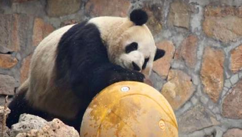 熊猫宝宝努力练习体操球,欲为动物园争光,刺激动作令游客叫好 熊猫宝宝努力练习体操球,欲为动物园争光,刺激动作令游客叫好