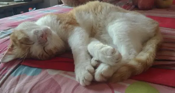 小猫咪歪着身子横着跑