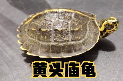 黄头庙龟寿命 黄头庙龟寿命