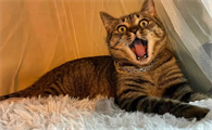 一只猫的只是几声